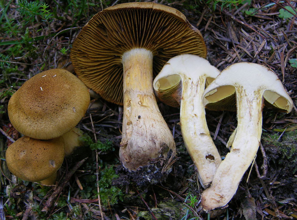 Leprocybe da determinare;Cortinarius cotoneus?